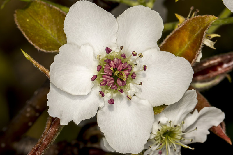 4/16/2019  Pyrus pyrifolia (Asian pear) flower