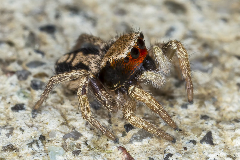 4/21/2019  Jumping spider Family Salticidae Habronattus