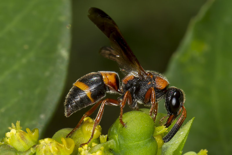 4/25/2019  Paper Wasp Polistes species