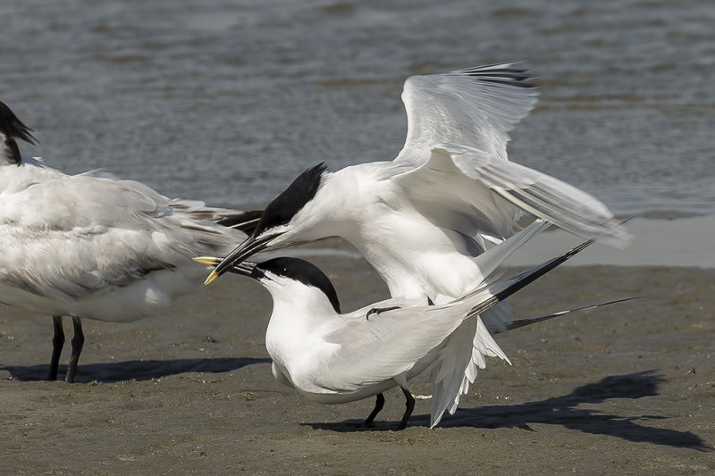 4/28/2019  Sandwich terns mating