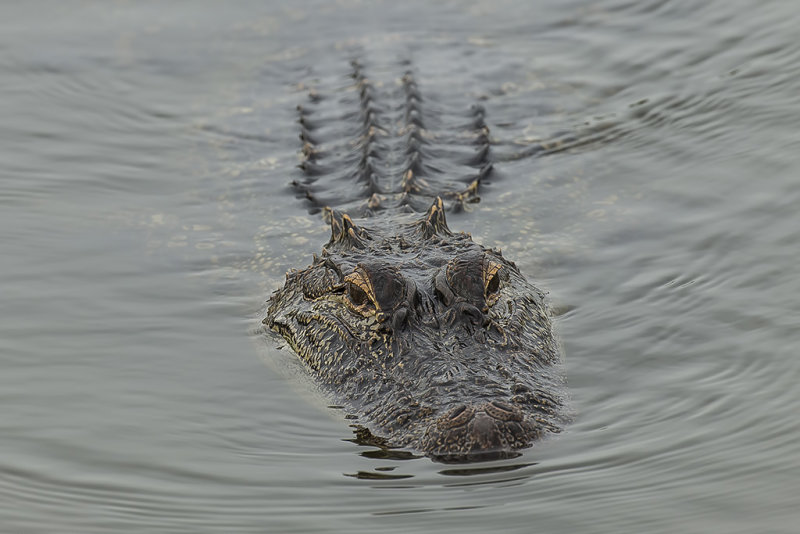 4/30/2019  Alligator mississippiensis