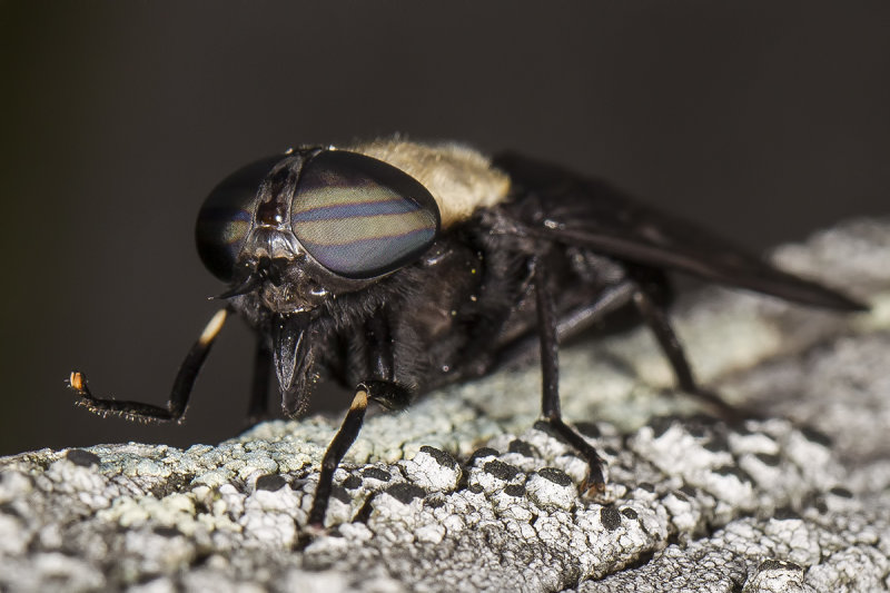 5/20/2019  Tabanus punctifer (Female Western Horse Fly)