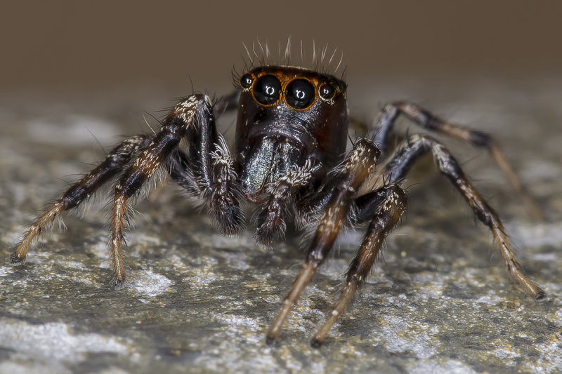 5/23/2019  Colonus hesperus (Jumping spider)