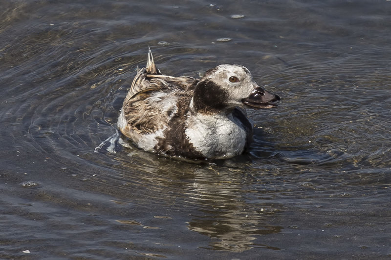 6/5/2019  Long-tailed duck (Clangula hyemalis)