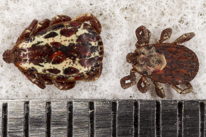 6/7/2019  Size difference between an American Dog Tick and a Pacific Coast Tick