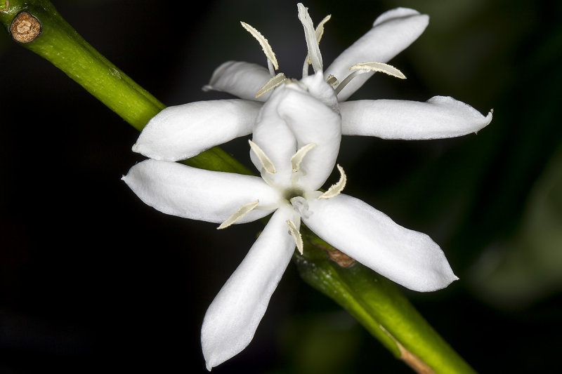 6/14/2019  Coffea arabica flower