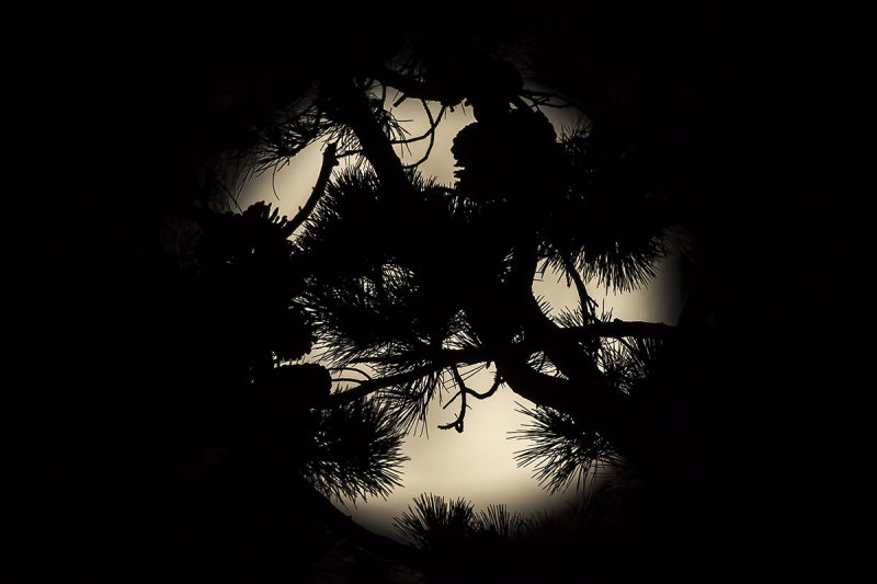 6/17/2019  Full Moon through a pine tree