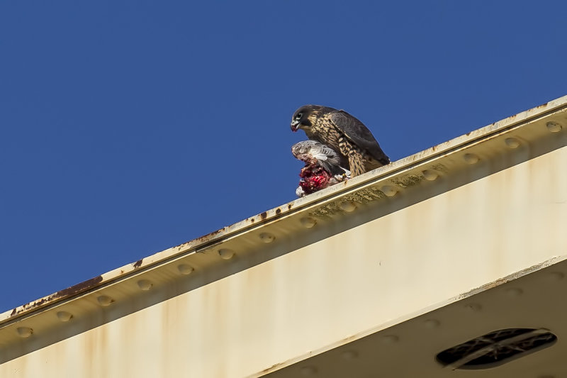 6/18/2019  Peregrine falcon with a Pigeon