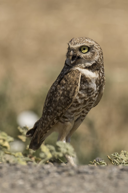 6/25/2019  Burrowing Owl