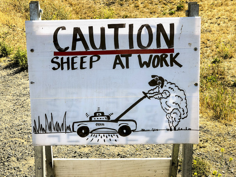 7/5/2019  Sheep at work