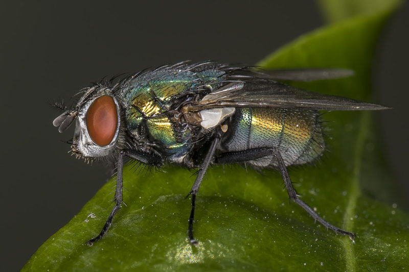 7/17/2019  Lucilia cuprina or sericata? (Common Green Bottle Fly)