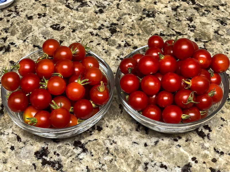 7/27/2019  Tomatoes