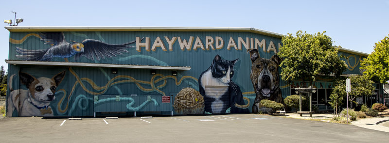 7/30/2019  Hayward Animal Shelter