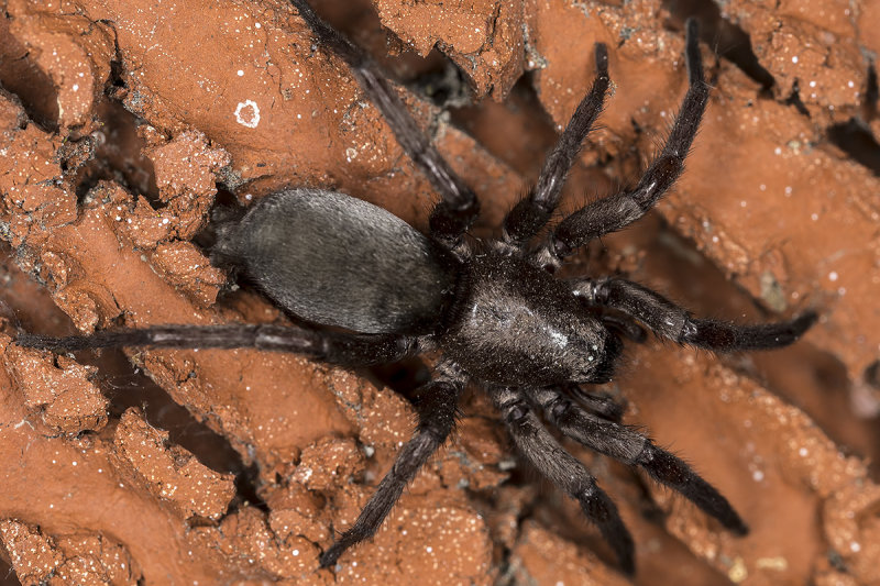 8/11/2019  Stealthy ground Spider or Mouse Spider (Scotophaeus sp.?)
