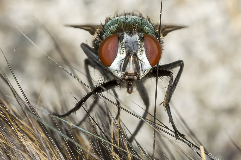 8/29/2019  Green Bottle Fly (Lucilia sericata) on a dead rat