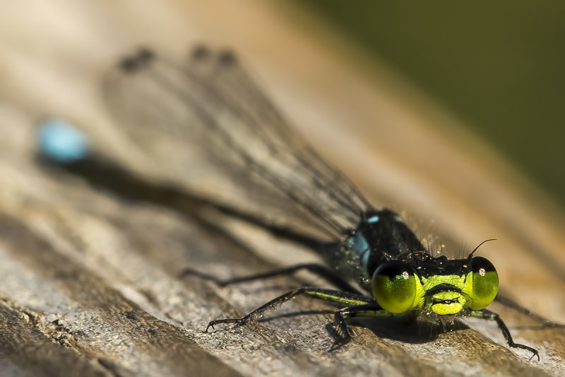 9/3/2019  Enallagma antennatum? (Rainbow Bluet?)