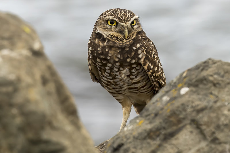 10/19/2019  Burrowing Owl