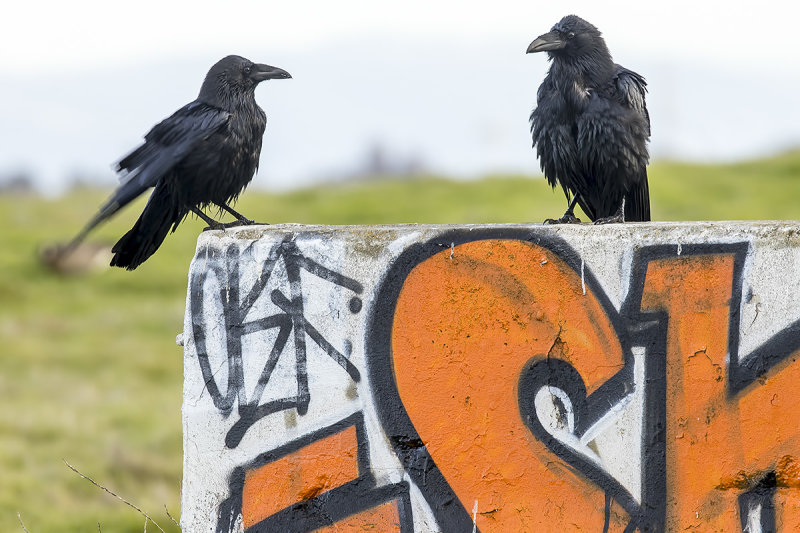 1/13/2020 Ravens