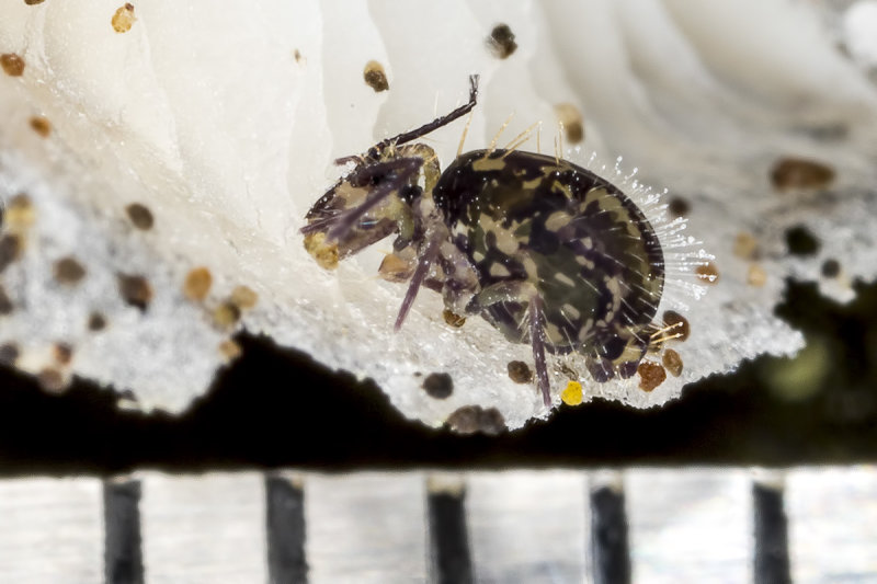 1/24/2020  Globular Springtail (Ptenothrix sp.)