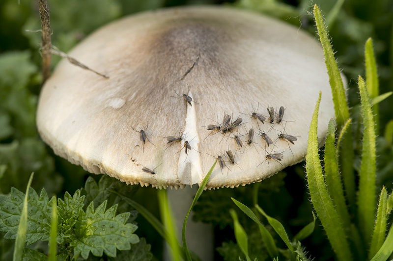 1/25/2020  Mushroom with fungus gnats