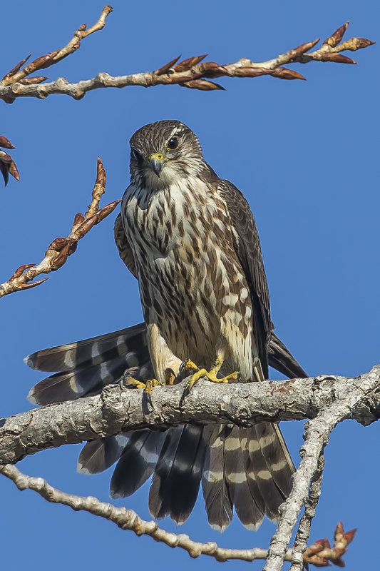 2/6/2020 Pigeon Hawk