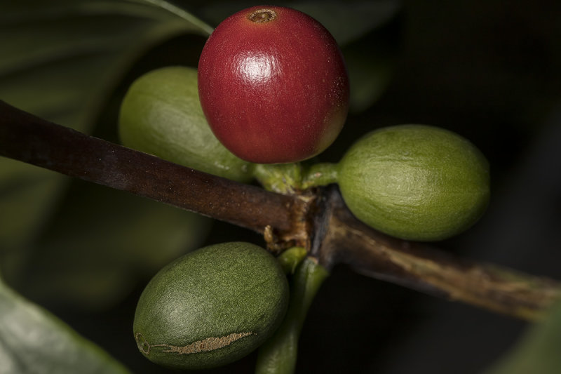 2/19/2020  Coffea arabica berries