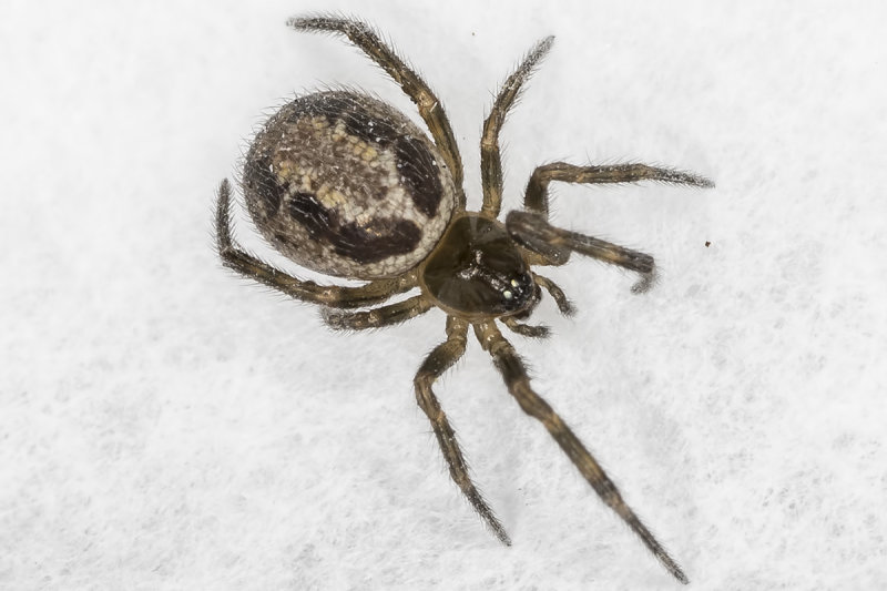 2/26/2020  Cobweb Spider (Steatoda nobilis)