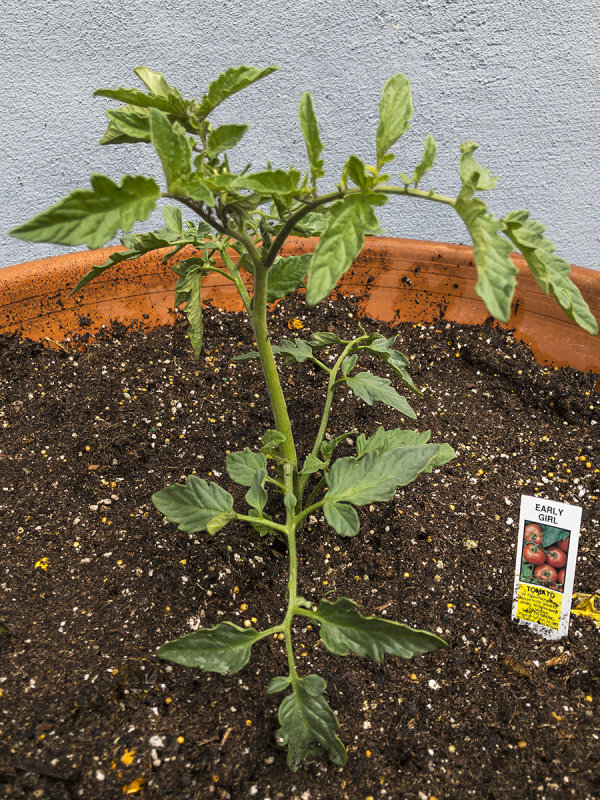 3/1/2020  Planted my first tomato of the season