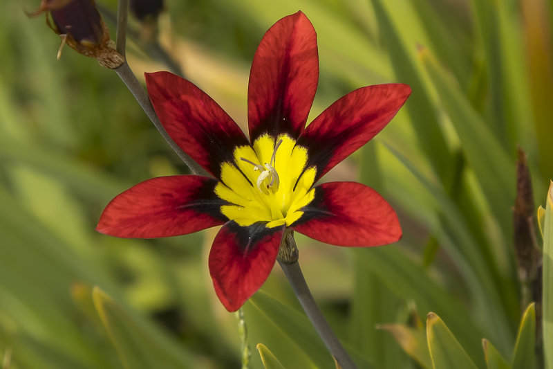 3/17/2020  Sparaxis tricolor (Harlequin Flower)