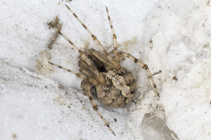 3/28/2020  Cobweb Spider (Theridion spp)
