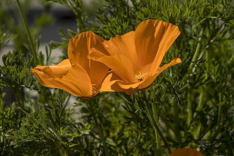 3/30/2020 Eschscholzia californica (California Poppy)