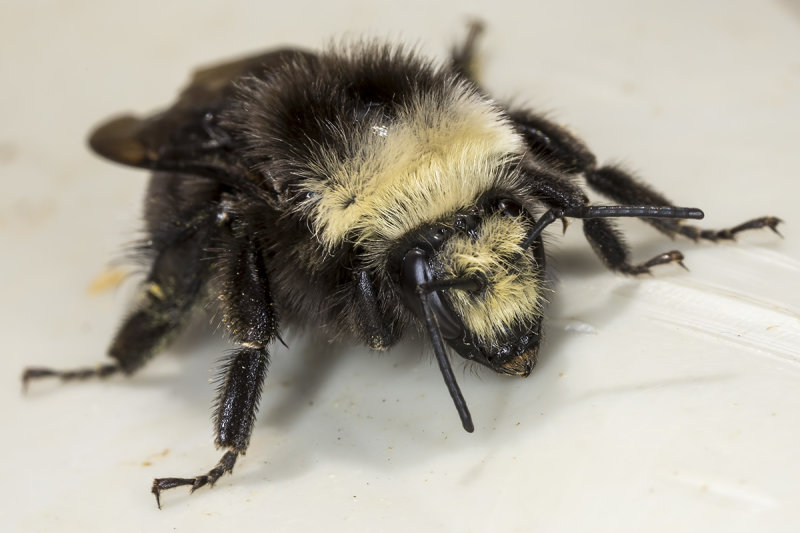 4/12/2020 Bee