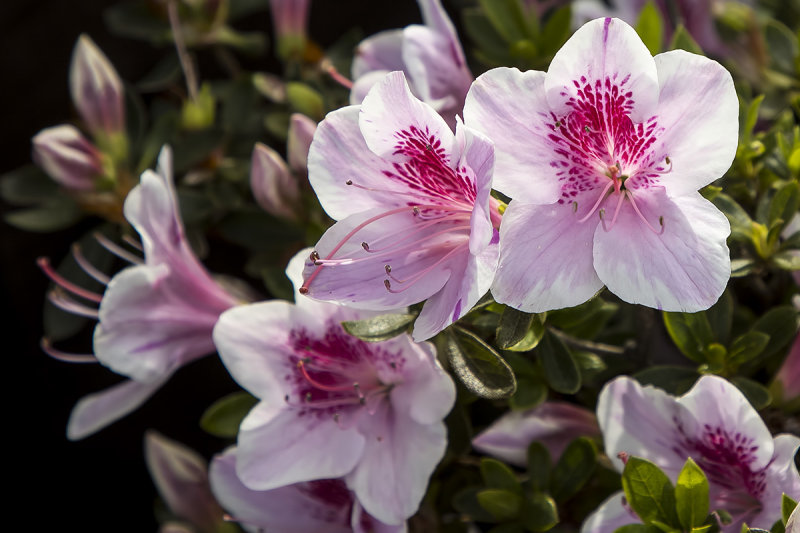 4/16/2020  George L. Taber Azalea (Azalea x 'George L. Taber')