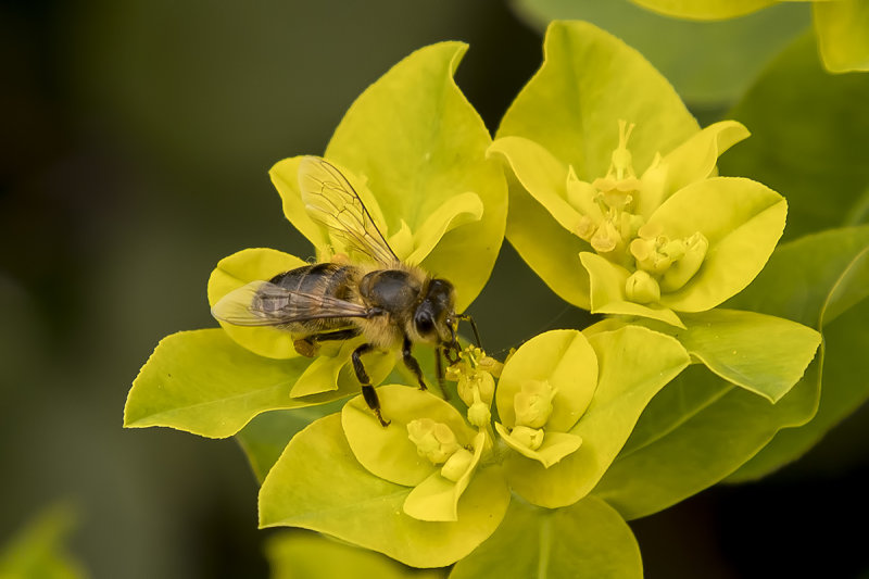 4/20/2020  Bee on a Euphorbia Sp.