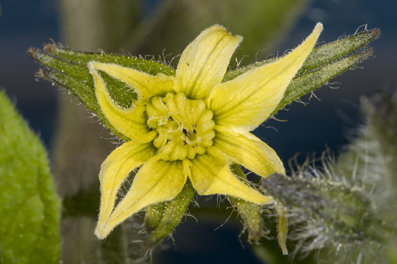 4/21/2020  Tomato blossum 'Celebrity' (Solanum lycopersicum)