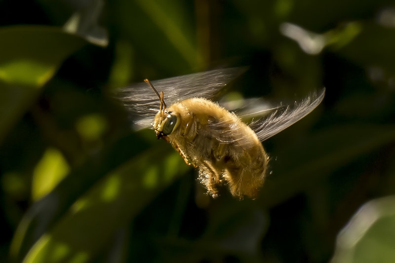 4/28/2020  Xylocopa sonorina (Valley Carpenter Bee - Male)