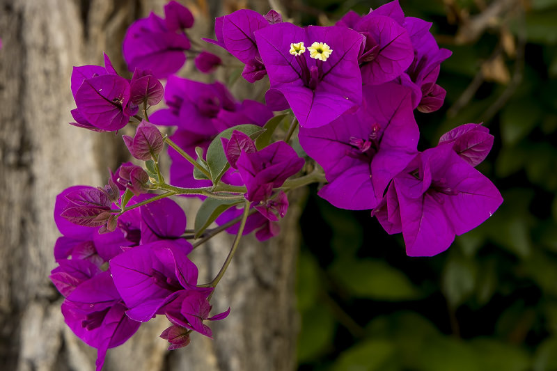 5/12/2020  Bougainvillea spectabilis (Bougainvillea)