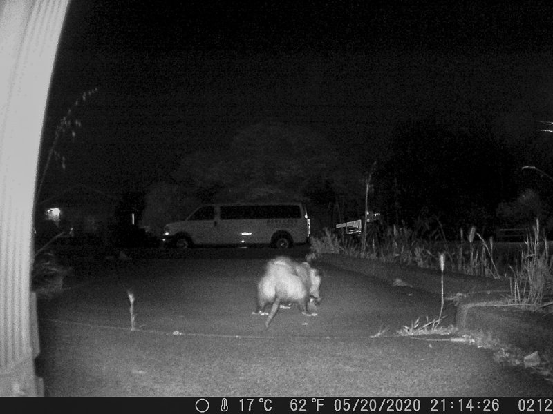 5/20/2020  Opossum eating a mouse