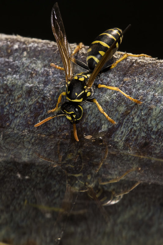 5/24/2020  Polistes dominula (European Paper Wasp) at the bird bath