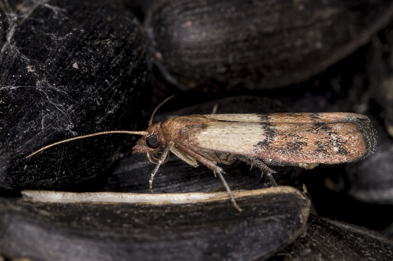 5/26/2020  Plodia interpunctella (Indian Meal Moth)