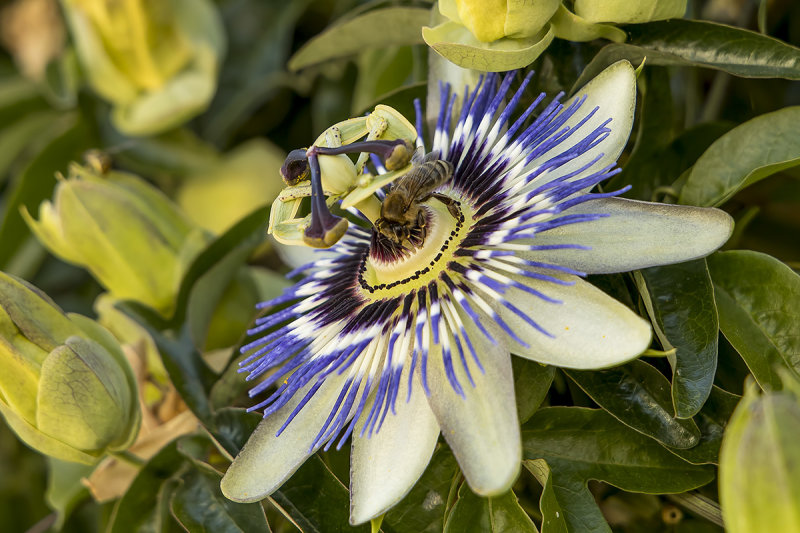 5/28/2020  Bee on a Passiflora caerulea (blue passionflower)