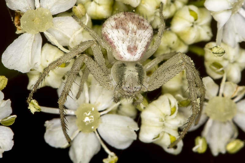 5/29/2020  Crab spider (Mecaphesa) on Heracleum maximum (Cow Parsnip)