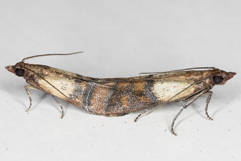 6/2/2020  Mating Indian Meal Moths  (Plodia interpunctella)