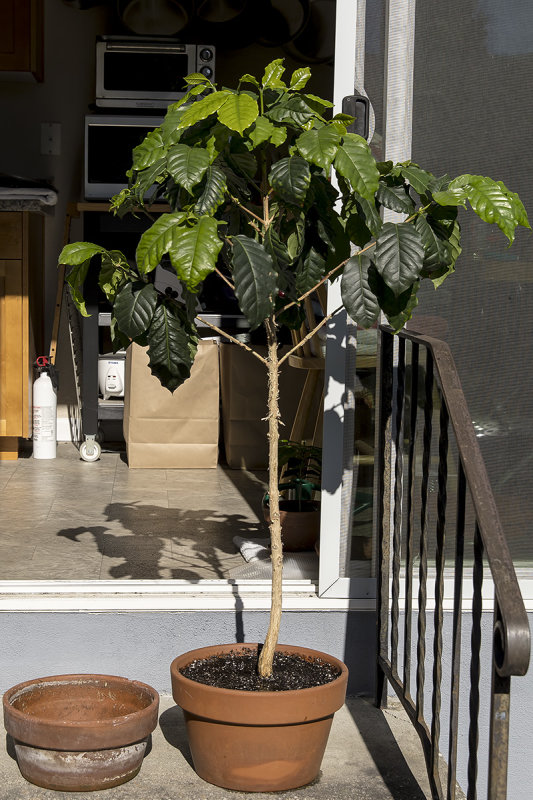 6/9/2020  I just repotted my 4 year old Coffea arabica (Arabian Coffee) tree