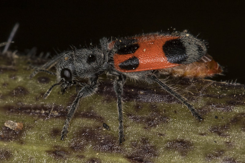 6/15/2020  Unknown beetle on Heracleum maximum (Cow Parsnip)