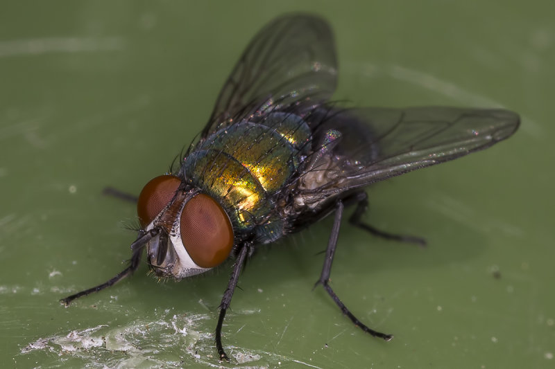 6/28/2020  Lucilia sericata (Common Green Bottle Fly)