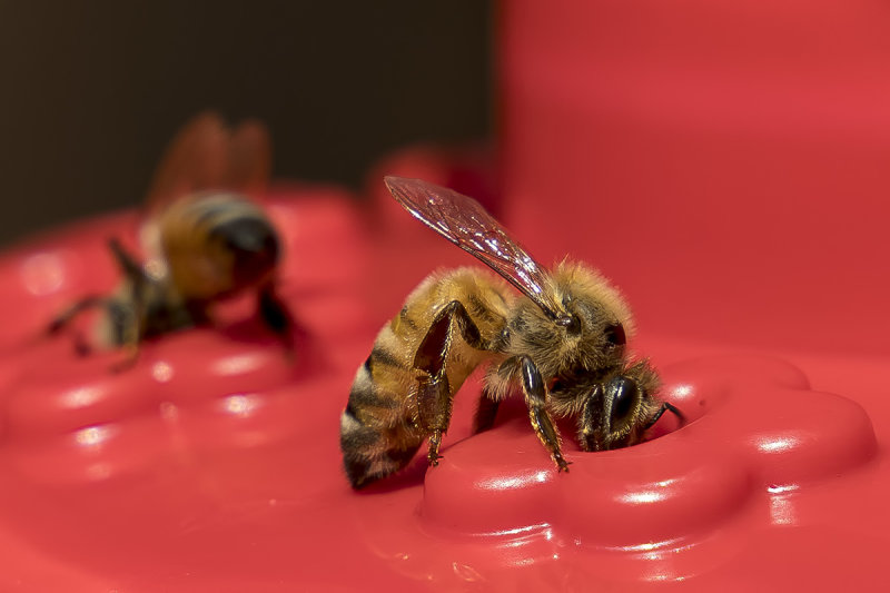 6/30/2020 Bees on a hummingbird feeder