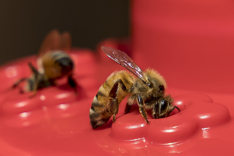 6/30/2020  Bees on a hummingbird feeder