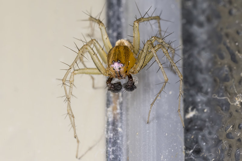 7/6/2020  Oxyopes salticus  (Striped Lynx)