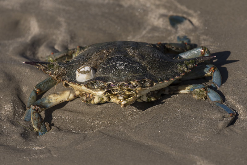 Blue Crab (Callinectes sapidus) missing front claws on the beach